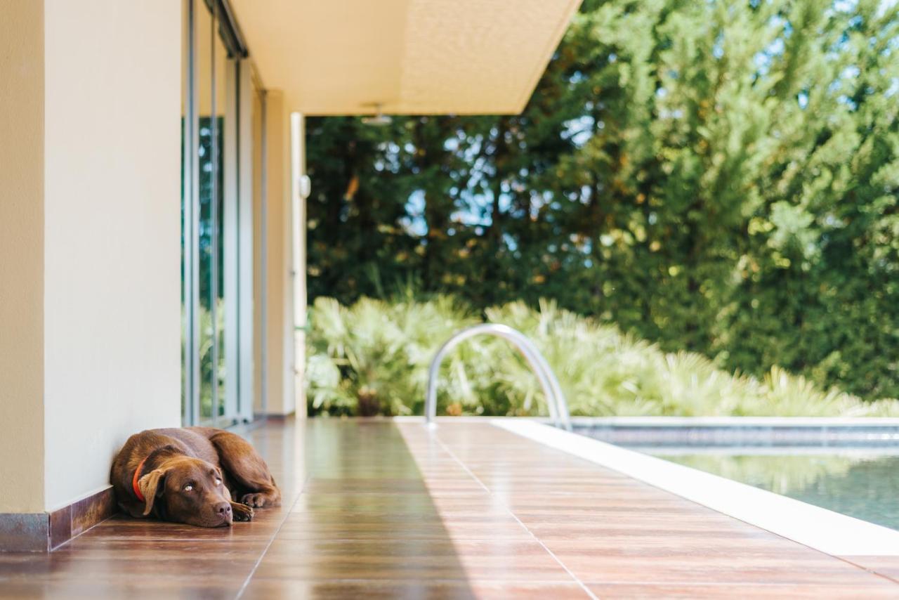 Lago Montargil&Villas Esterno foto The photo shows a brown dog lying on a tiled patio beside a swimming pool. The patio is partially shaded by a modern building, and there are green trees visible in the background, indicating a pleasant outdoor setting. The dog appears relaxed and is 